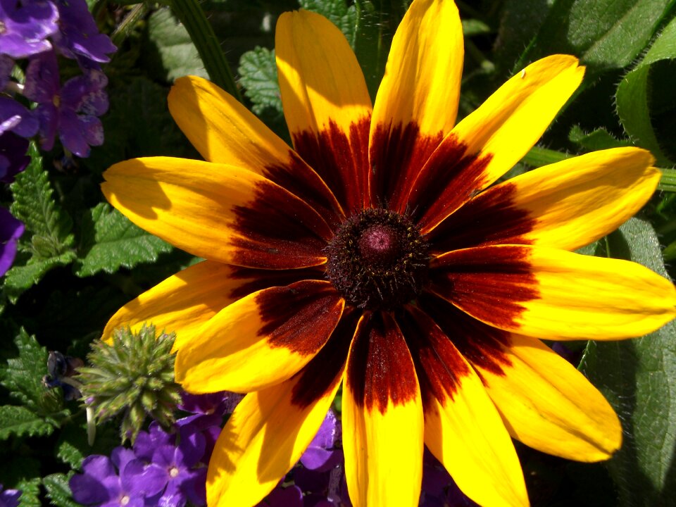 Brown-eyed daisy rudbeckia gloriosa daisy