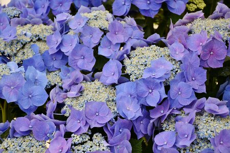 Blue flower garden photo