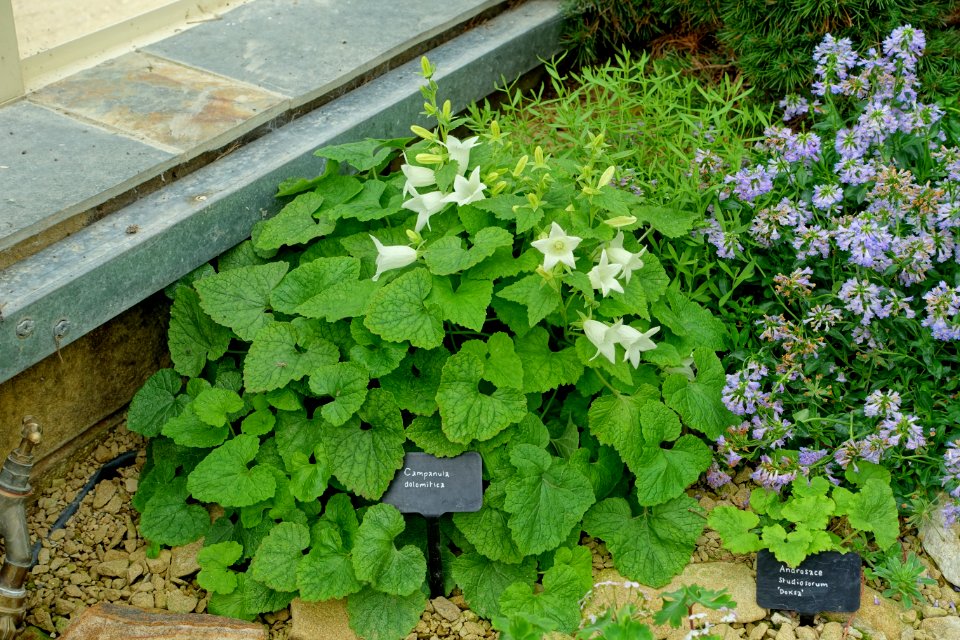 Campanula dolomitica - RHS Garden Harlow Carr - North Yorkshire, England - DSC01465