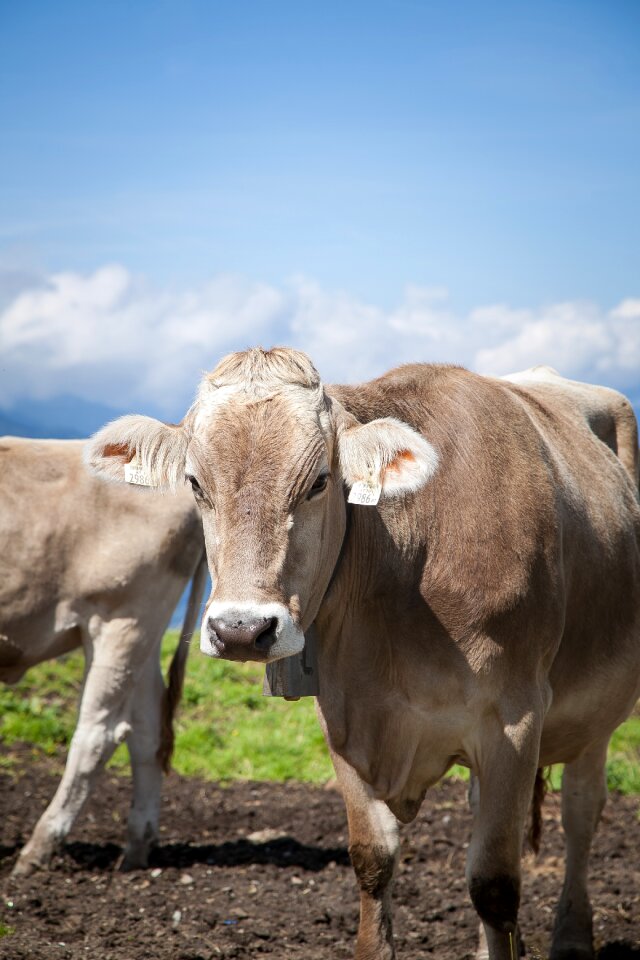 Tyrol meadow beef