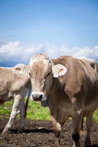 Tyrol meadow beef photo