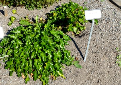 Campanula pyramidalis - Bergianska trädgården - Stockholm, Sweden - DSC00143