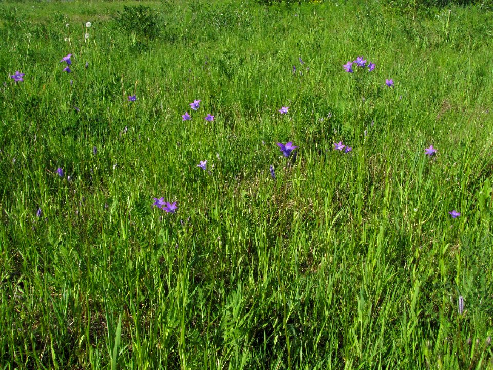 Campanula patula Oulu, Finland 06.06.2013