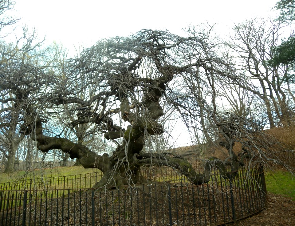 Camperdown Elm PP winter jeh