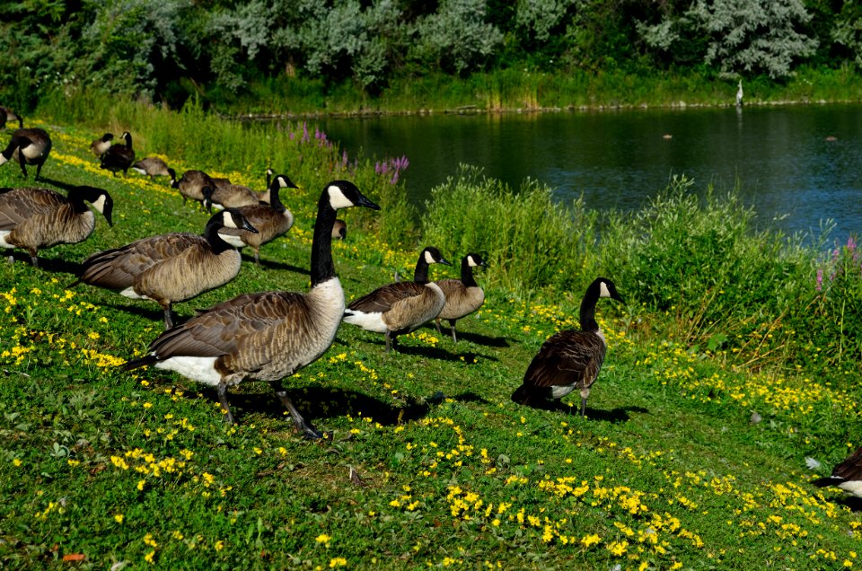 CanadaGoose8