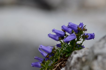 Campanula zoysii (3)