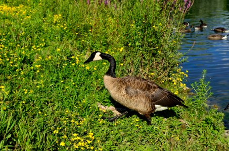 CanadaGoose7