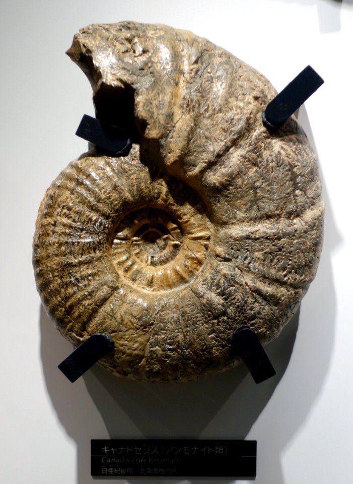 Canadoceras kossmati - National Museum of Nature and Science, Tokyo - DSC06959