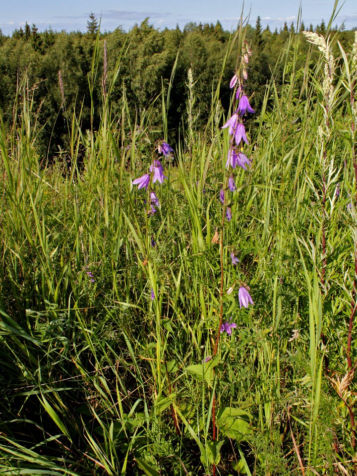 Campanula rapunculoides Oulu, Finland 12.07.2013