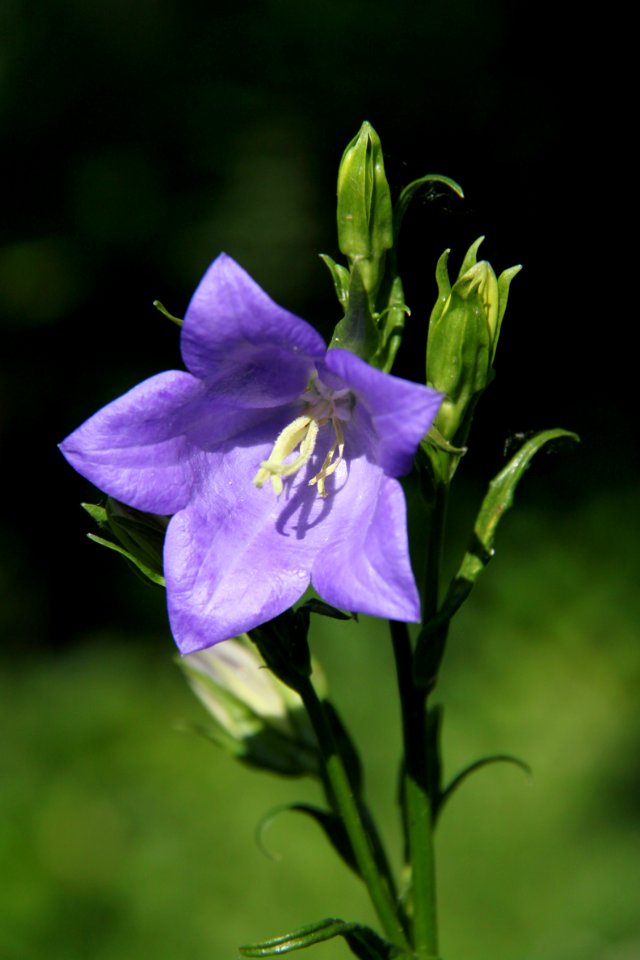 Campanula 2012-05-28-8094