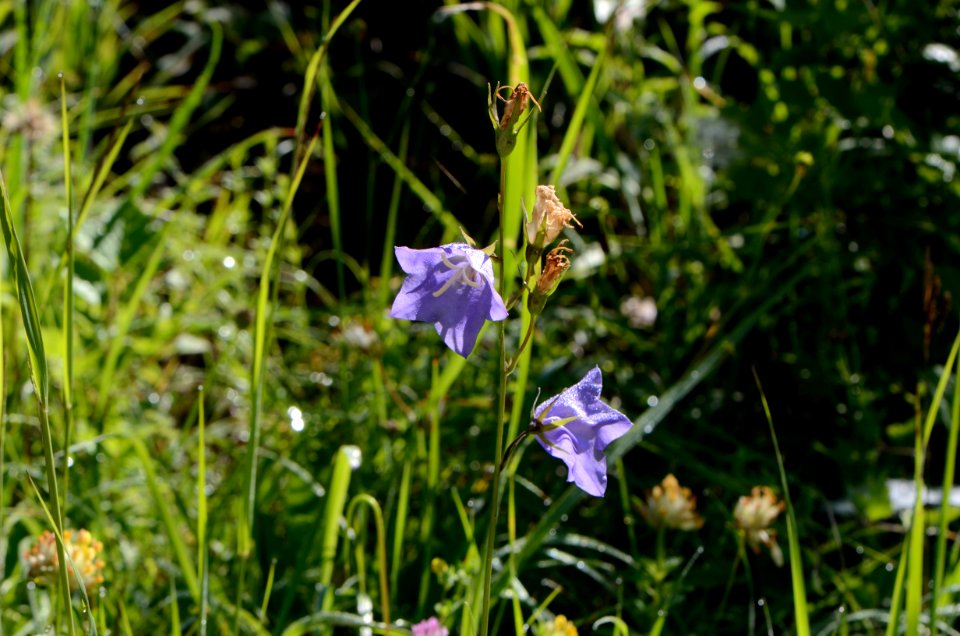 Campanula persicifolia2