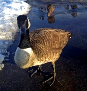 Canada Goose in New York 2015
