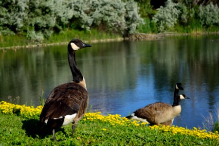 CanadaGoose2