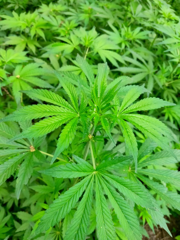 Cannabis plant (Bhang in Indian languages)