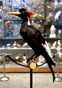Campephilus principalis - Hessisches Landesmuseum Darmstadt - Darmstadt, Germany - DSC00121