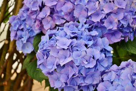 Blue flower garden photo