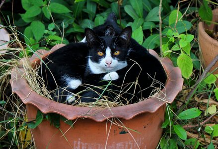 Pet cute domestic photo