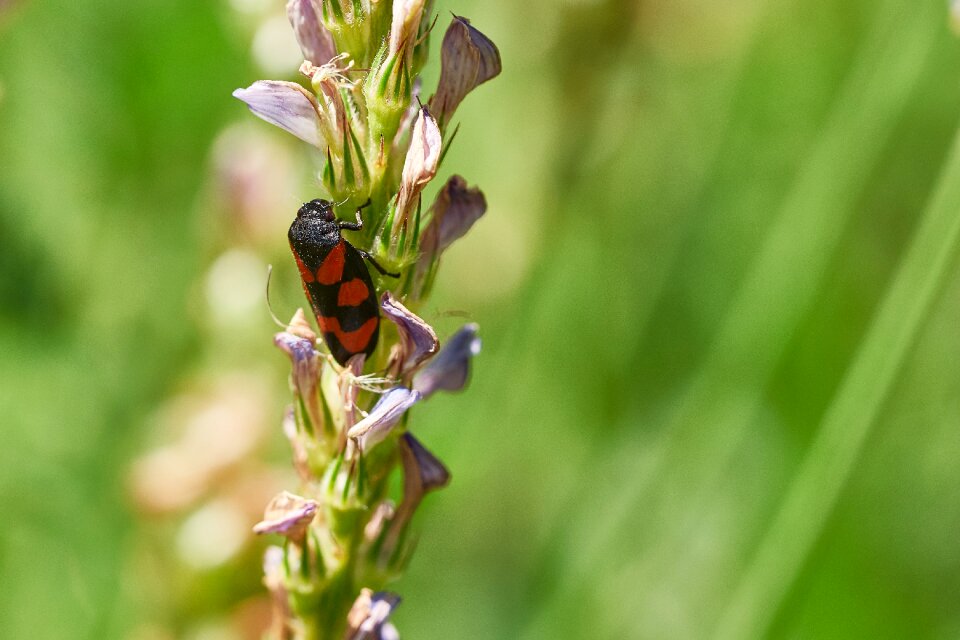 Insect blossom bloom