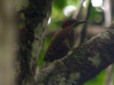 Campethera caroli