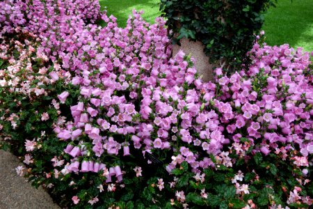 Campanula medium - Longwood Gardens - DSC01098