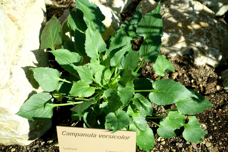 Campanula versicolor - Bergianska trädgården - Stockholm, Sweden - DSC00329