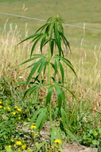 Cannabis sativa1