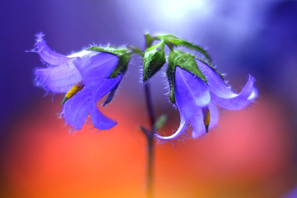 Campanula (226001535)