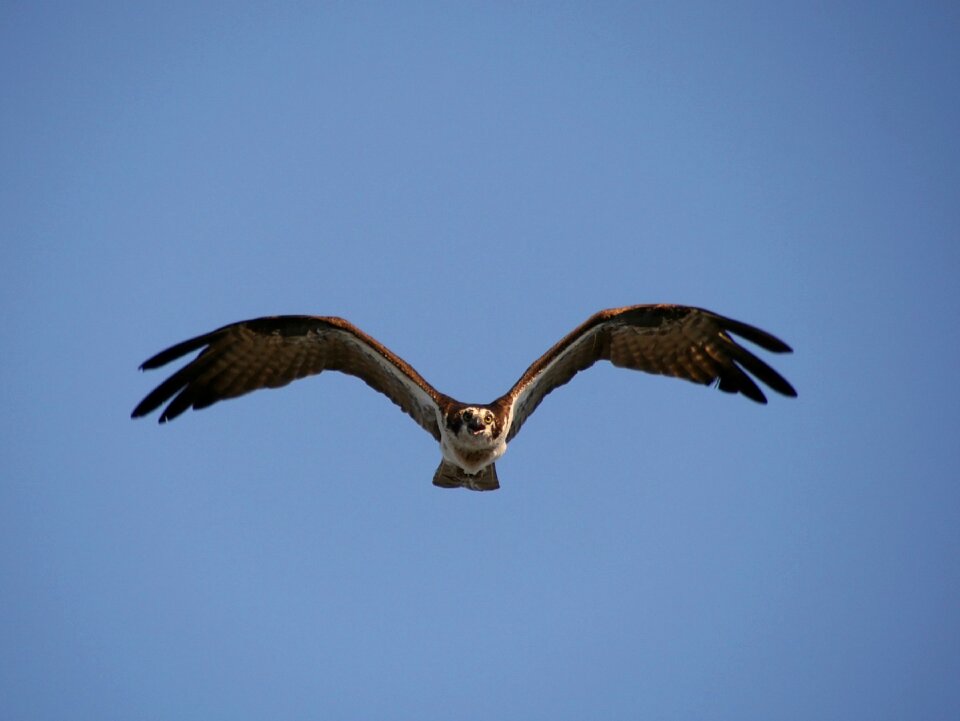 Wildlife nature raptor