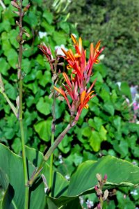 Canna marabout Jardin des Plantes