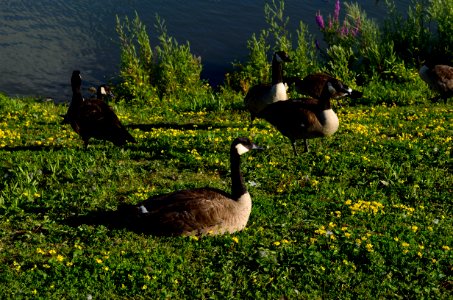 CanadaGoose12