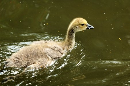 Canada-gosling-swimming-20050611-002