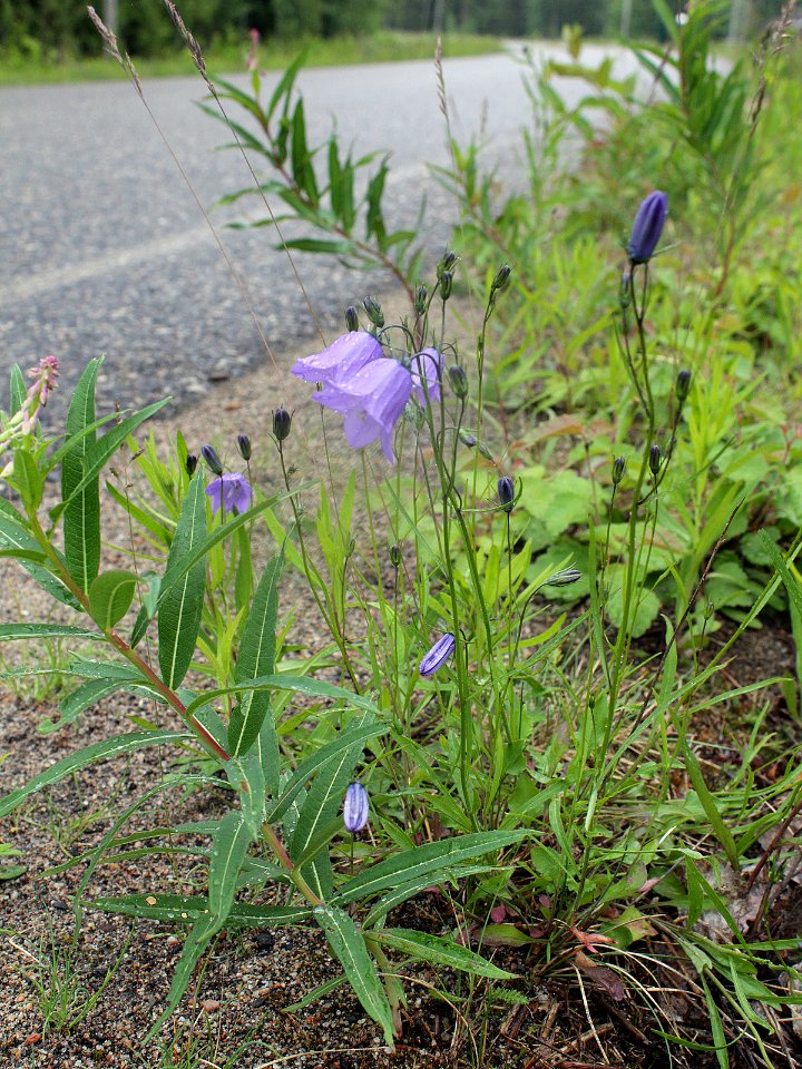 Campanula rotundifolia Simo, Finland 22.06.2013