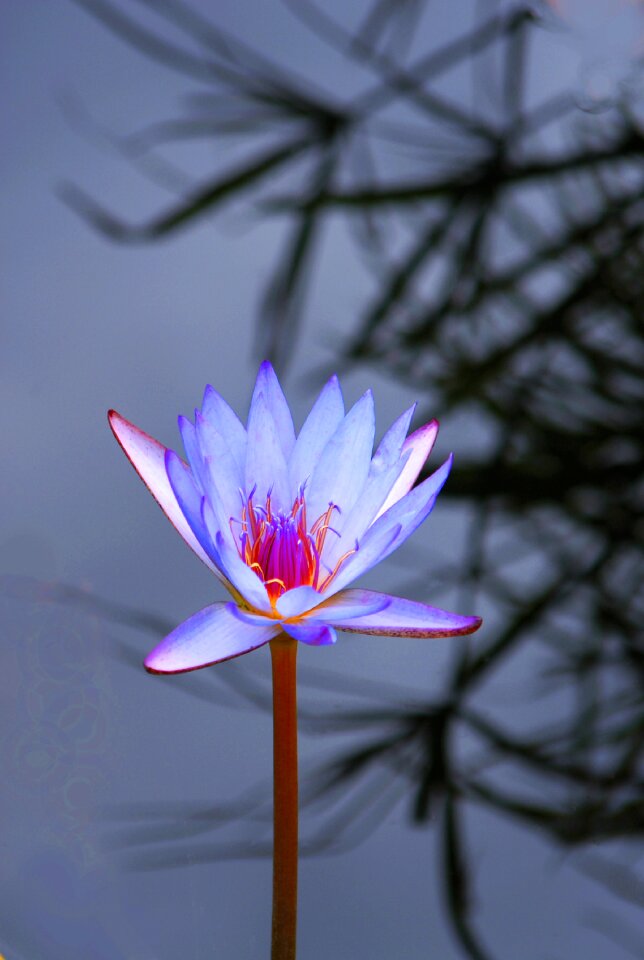Flower floral pond