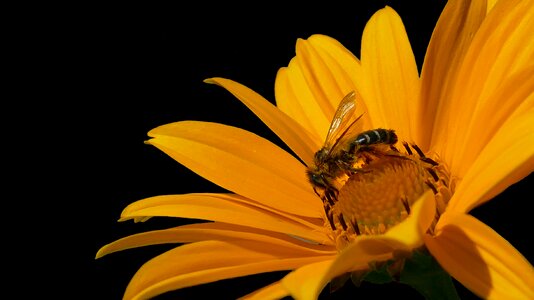 Bee and flower bee on flower released insect