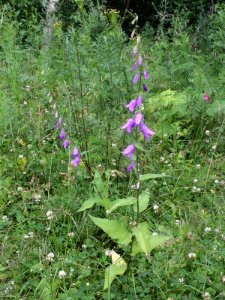 Campanula rapunculoides Oulu, Finland 13.07.2013