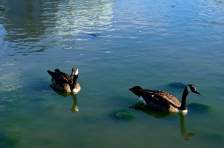 CanadaGoose3