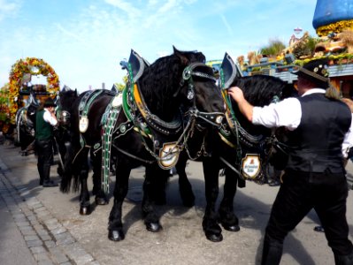 Cannstatter Volksfest 2011 Pferd verliert Zaumzeug