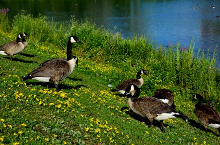 CanadaGoose9