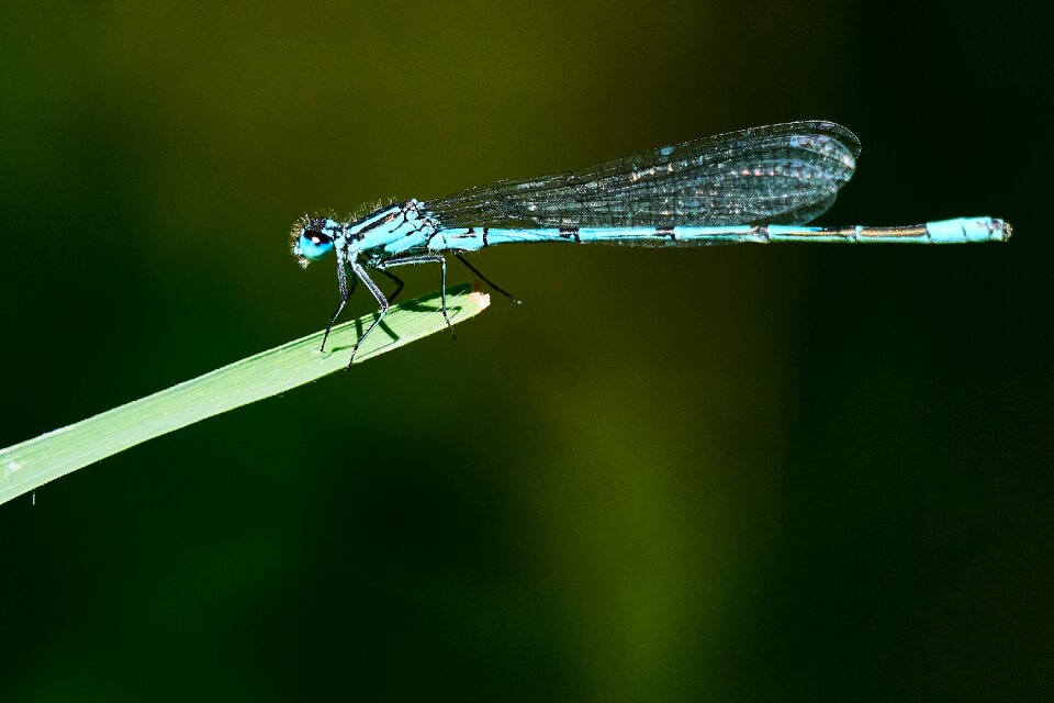 Close up macro animals