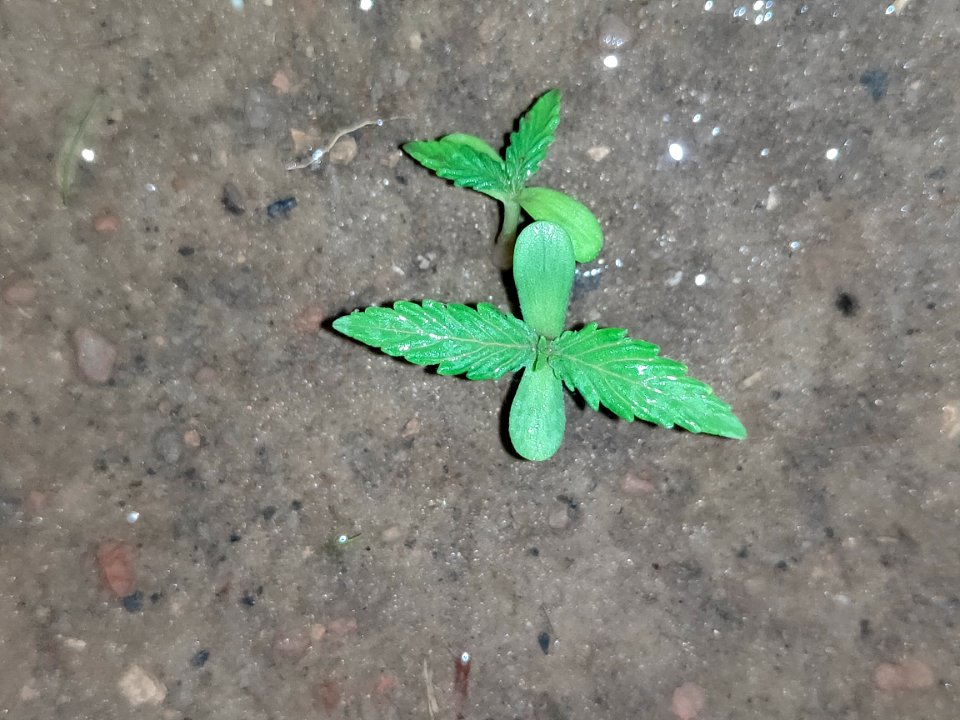 Cannabis indiaca - plant ( গাঁজা গাছ )