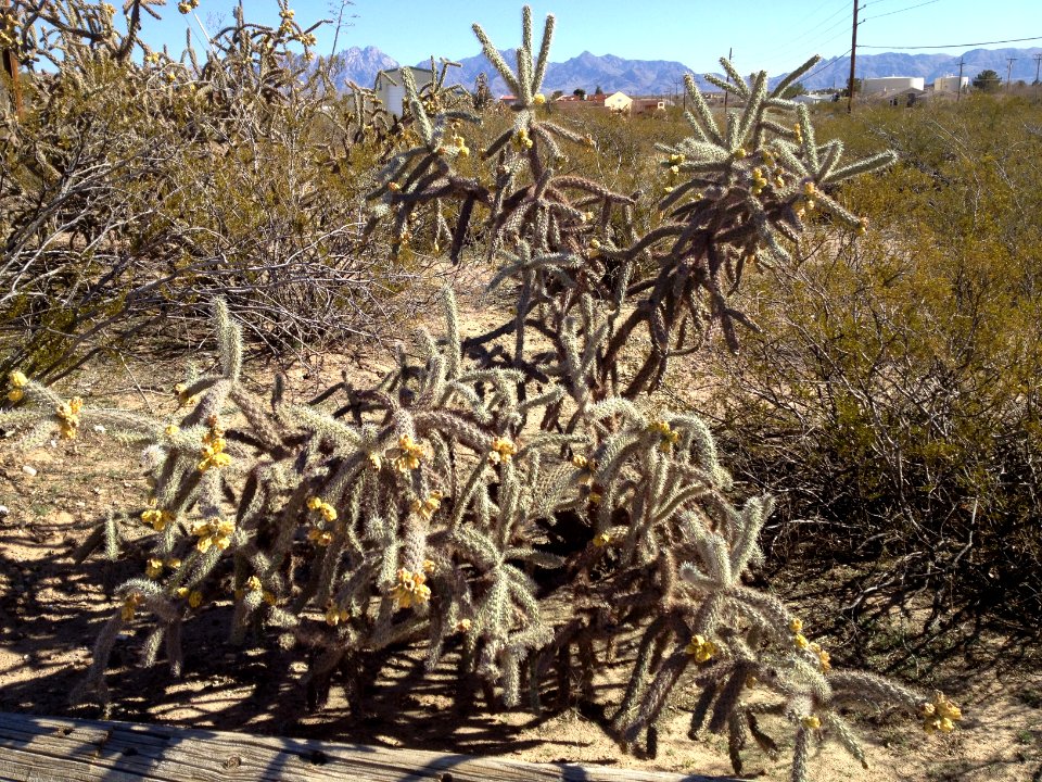 Cane Cholla Las Cruces NM