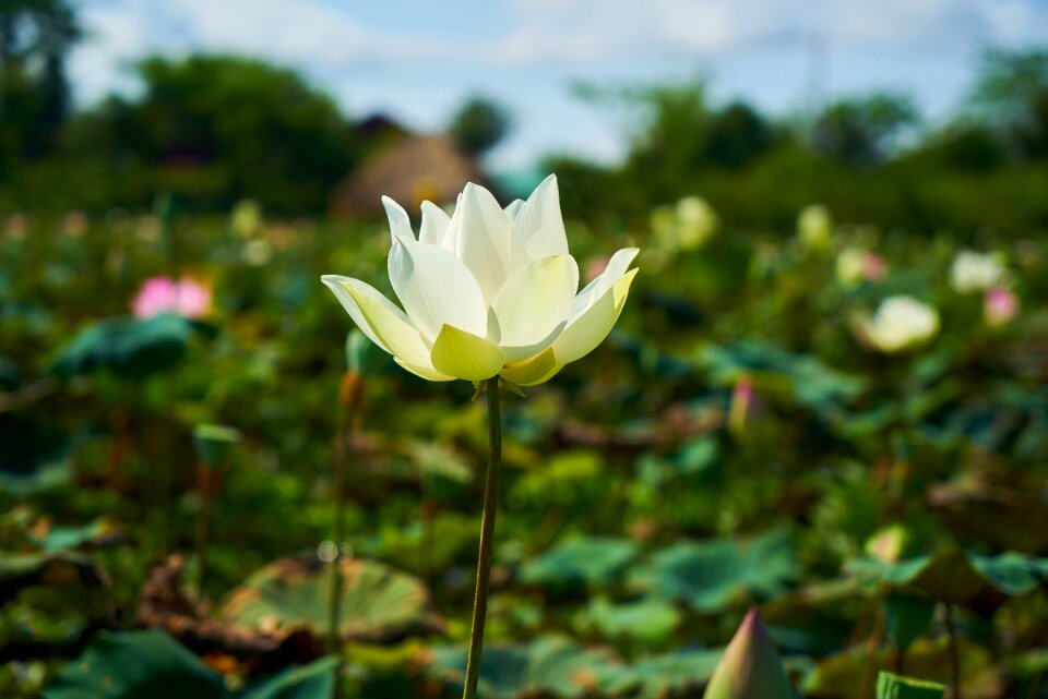 Colors nature beautiful