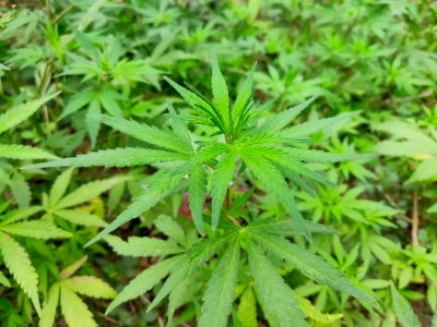 Cannabis plant (Bhang in Indian languages) 4