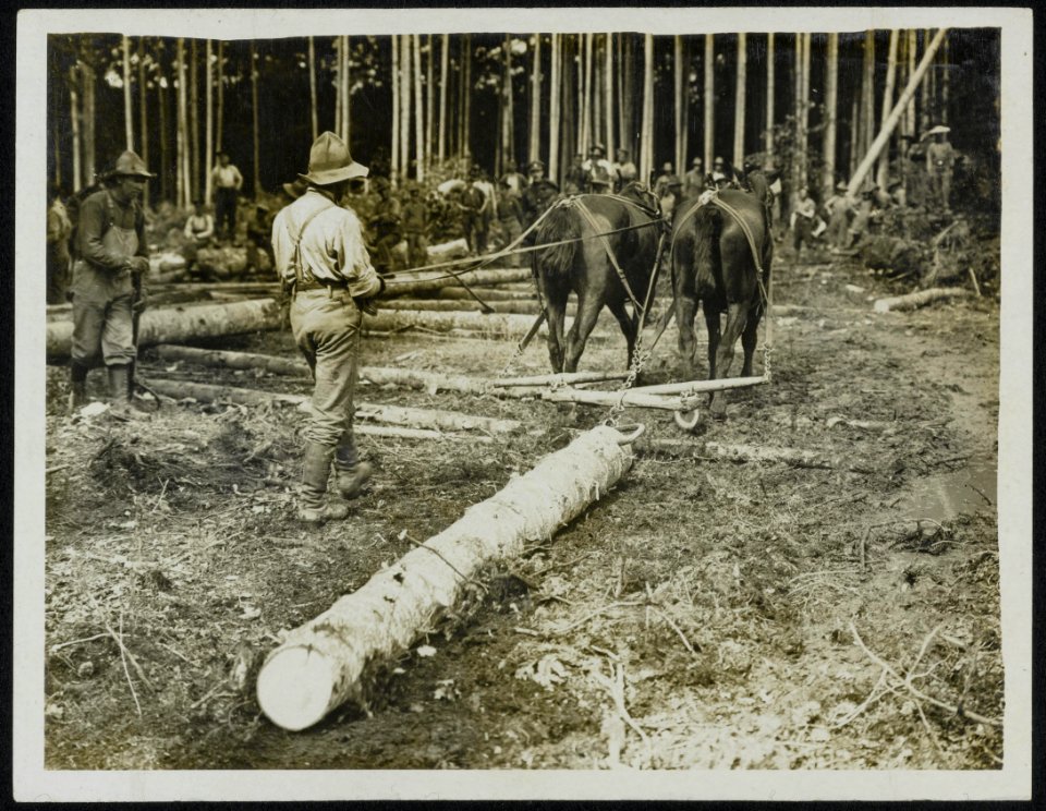 Canadian forestry. Skidding, Bestanddeelnr 158-0231