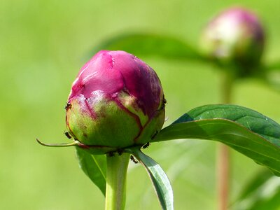 Bud ants summer