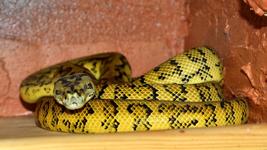 Python reptile animal