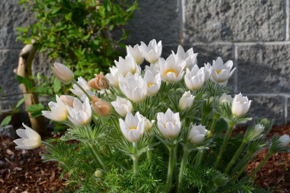 Delicate flowers white flowers spring