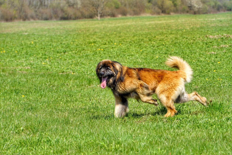 Leonberger dog nature