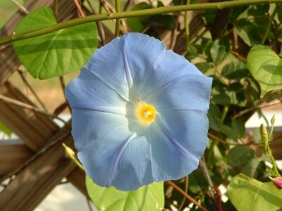 Plant blooming spring