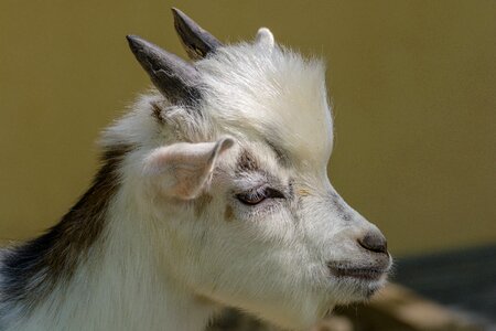 Domestic goat animal world head